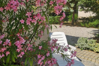 Balatoni nyaraló mediterrán ősfás kertben 2 szoba 2 fürdőszoba, Wifi - Kép 5